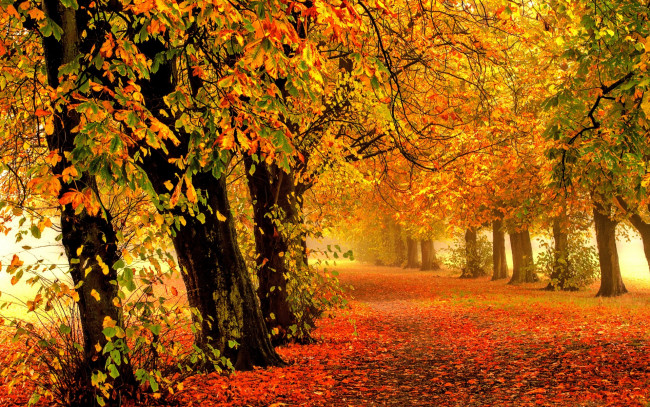 Обои картинки фото природа, дороги, осень, листья, walk, colors, fall, autumn, leaves, trees, park, forest, nature, path, road, colorful, парк, лес, дорога, деревья