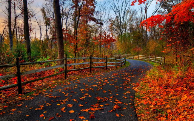 Обои картинки фото природа, дороги, парк, лес, дорога, деревья, осень, листья
