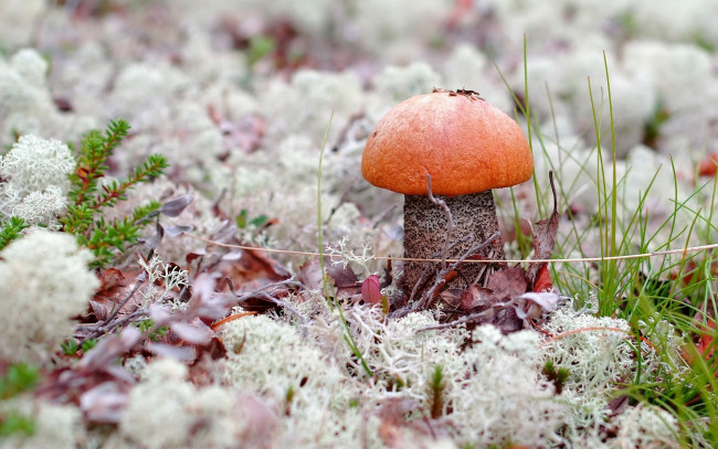 Обои картинки фото природа, грибы, макро, мох, подосиновик, трава