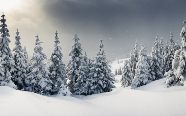 Обои картинки фото природа, зима, елки, снег, snow, landscape, winter