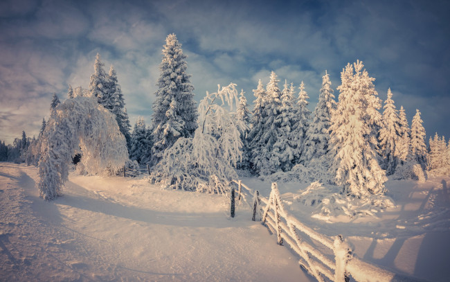 Обои картинки фото природа, зима, winter, nature, snow, tree, снег, деревья