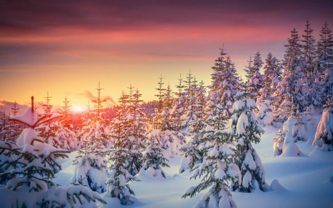 Обои картинки фото природа, зима, закат, елки, деревья, sunset, tree, snow, nature, winter, снег