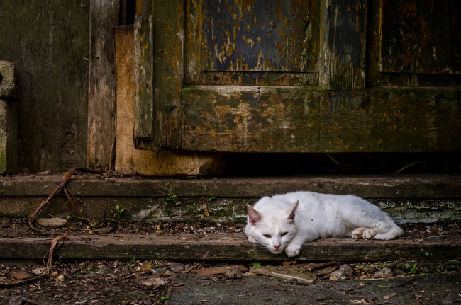 Обои картинки фото животные, коты, белый, кот, дверь