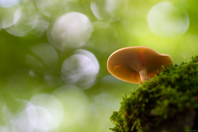 Обои картинки фото природа, грибы, боке, макро, гриб, мох, осень