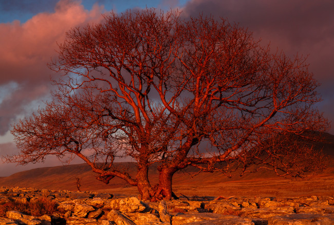 Обои картинки фото природа, деревья, дерево, закат, sunset, tree