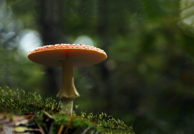 Обои картинки фото природа, грибы,  мухомор, макро, лес, мох