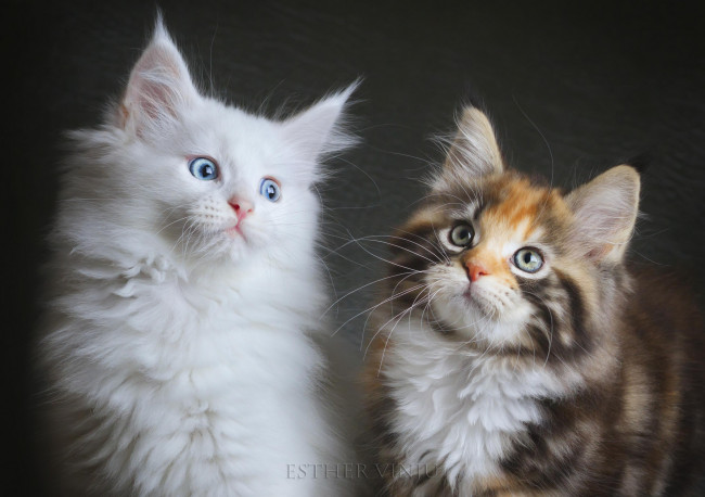 Обои картинки фото животные, коты, котята, пара, белый, трехцветная