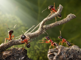 Картинка животные насекомые зеленый макро лето камушки ветка ситуация муравьи