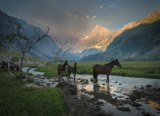 Картинка животные лошади дерево трава ручей дымка долина ущелье горы водопой кони