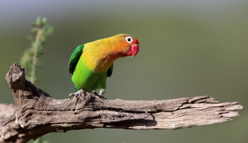 Картинка животные попугаи коряга птица попугайчик неразлучник