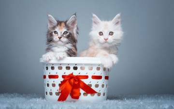 Картинка животные коты корзина парочка мейн-кун котята