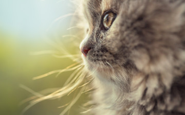 Картинка животные коты мордочка кошка кот макро