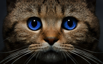 Картинка животные коты усы голубые глаза взгляд морда кошка кот
