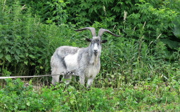 Картинка животные козы рога серый козел зелень