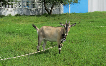 Картинка животные козы зелень лужайка коза