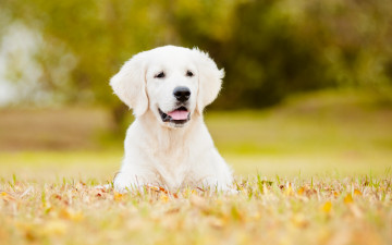 Картинка животные собаки боке лужайка собака