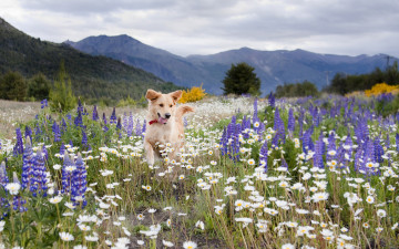 Картинка животные собаки цветы поле луг собака лето горы ромашки люпины