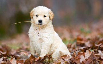 Картинка животные собаки соломинка опавшие листья осень белый милый щенок собака