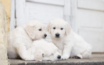 Картинка животные собаки трио троица щенки