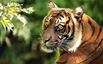 Картинка животные тигры суматранский тигр хищник морда портрет ветка