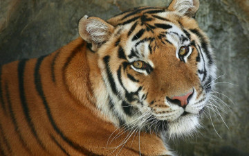 Картинка животные тигры тигр взгляд