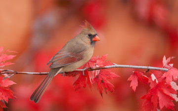 обоя животные, кардиналы, ветка, листья, фон, осень, кардинал