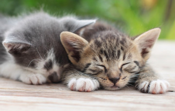 Картинка животные коты котята парочка отдых сон