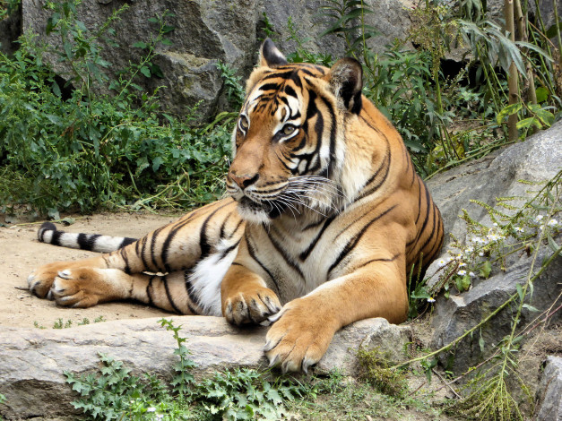 Обои картинки фото животные, тигры, тигр