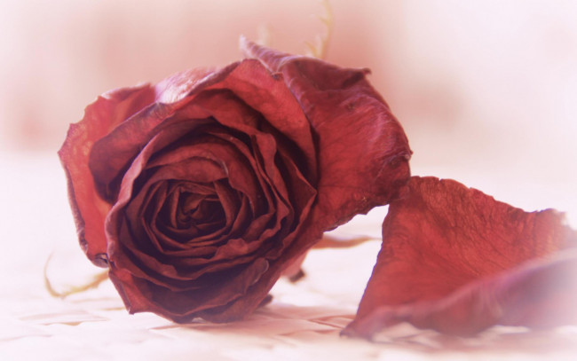 Обои картинки фото цветы, розы, роза, красная, цветок, сухая