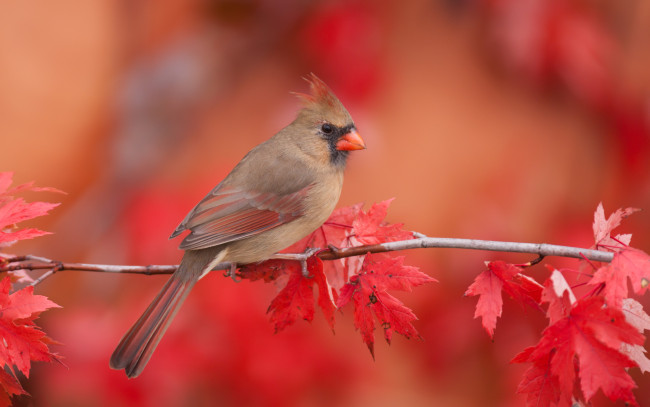 Обои картинки фото животные, кардиналы, ветка, листья, фон, осень, кардинал