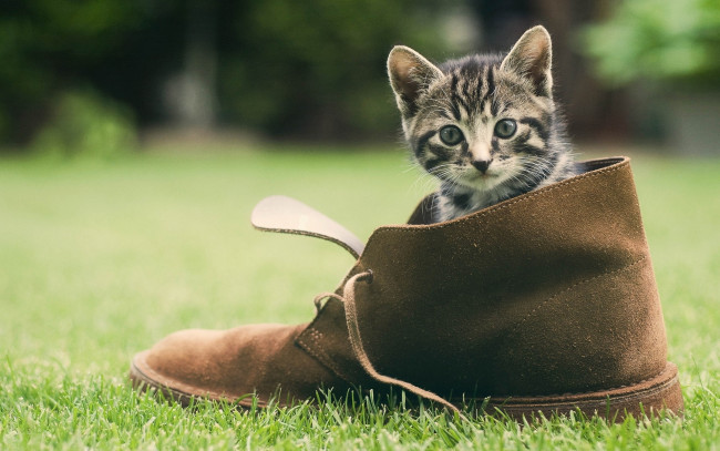 Обои картинки фото животные, коты, котенок, трава, лужайка, ботинок, полосатый