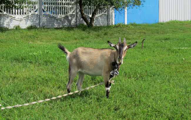 Обои картинки фото животные, козы, зелень, лужайка, коза
