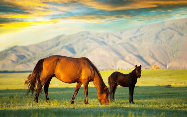 Обои картинки фото животные, лошади, жеребенок, горы, лошадь, облака, красочно, небо, трава, поле