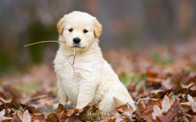 Обои картинки фото животные, собаки, соломинка, опавшие, листья, осень, белый, милый, щенок, собака