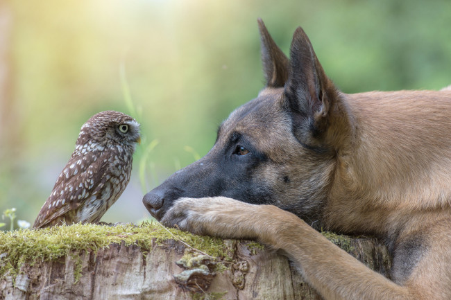 Обои картинки фото животные, разные вместе, сова, птица, пень, голова, профиль, пёс, собака, животное