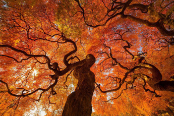 Картинка природа деревья осень дерево япония