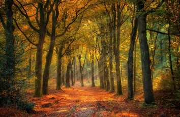 Картинка природа дороги осень дорога лес