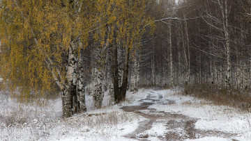 Картинка природа дороги березы лес снег дорога