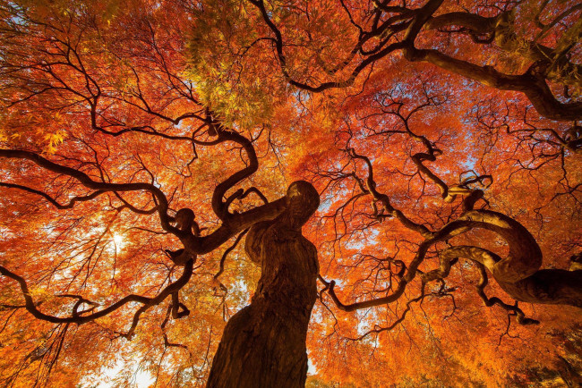 Обои картинки фото природа, деревья, осень, дерево, япония