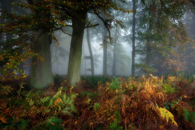 Обои картинки фото природа, лес, туман