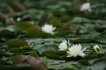 Картинка цветы лилии+водяные +нимфеи +кувшинки лотос пруд природа