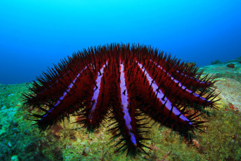 Картинка животные морские+звёзды бардовый красный вода мир дно океан морской море подводный ёж
