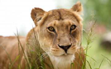 Картинка животные львы львица трава