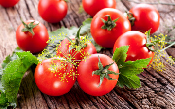 Картинка еда помидоры томаты укроп