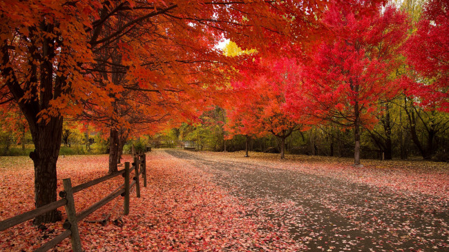 Обои картинки фото природа, парк, аллея, осень, листопад