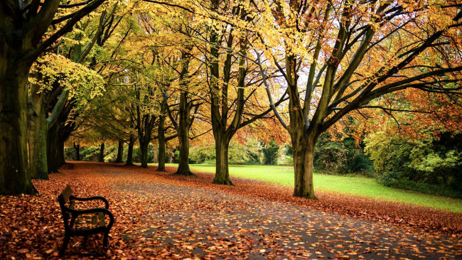 Обои картинки фото природа, парк, листопад, осень, аллея