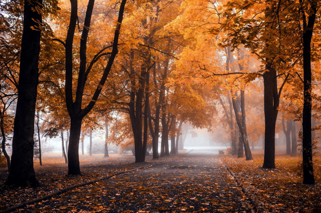 Обои картинки фото природа, парк, аллея, осень, листопад, туман