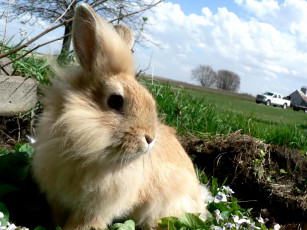 обоя животные, кролики,  зайцы, кролик, лужайка