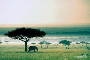 Картинка животные слоны слон деревья саванна