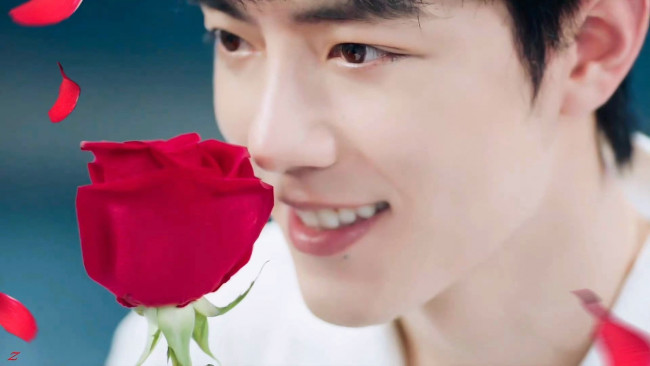 Обои картинки фото мужчины, xiao zhan, актер, лицо, роза, цветок